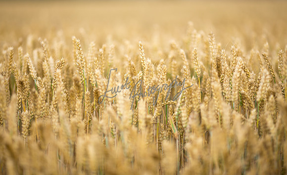 Farming & agricultural images from farms in Yorkshire