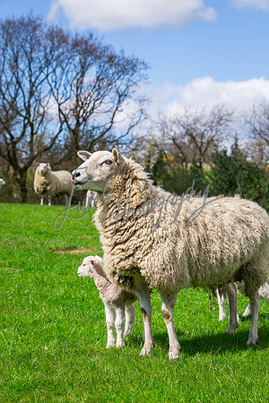 Sheep ewe farming agricultural pictures in Yorkshire