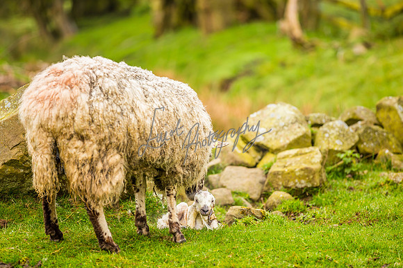 Sheep ewe farming agricultural pictures in Yorkshire