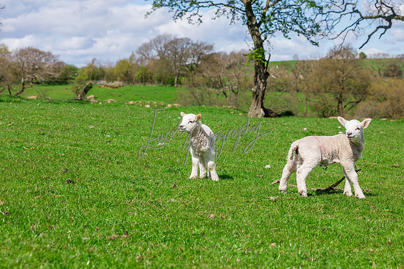 farm photographer pictures of lambs & sheep in yorkshire