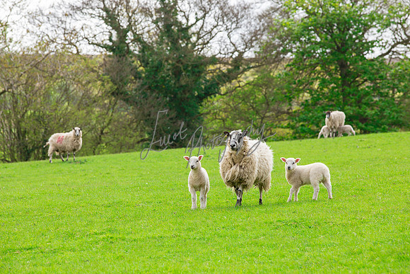 Farming photographer for agriculture in Yorkshire