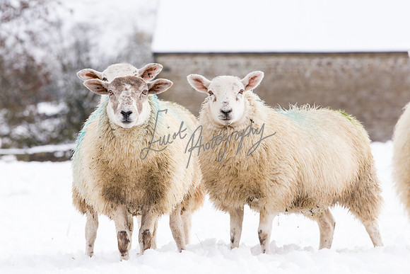 Sheep ewe farming  snow agricultural pictures in Yorkshire