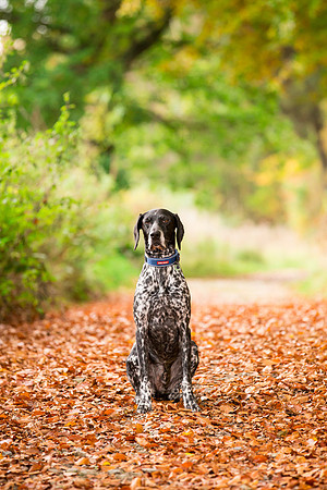 Dog Photographer near Harrogate in Yorkshire