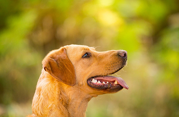 Dog Photographer near Otley in Yorkshire