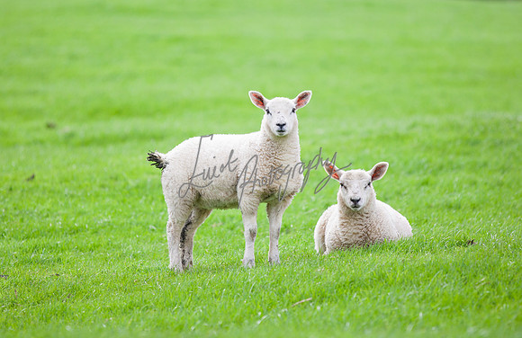 Sheep ewe farming agricultural pictures in Yorkshire