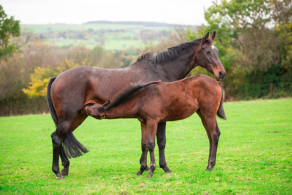Horse portrait photography Harrogate
