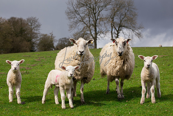 farm photographer pictures of lambs & sheep in yorkshire