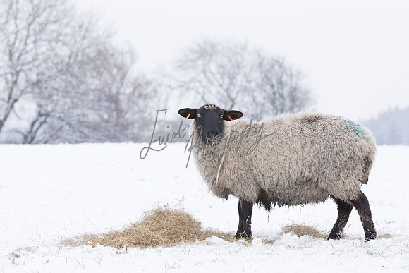 Sheep ewe farming  snow agricultural pictures in Yorkshire