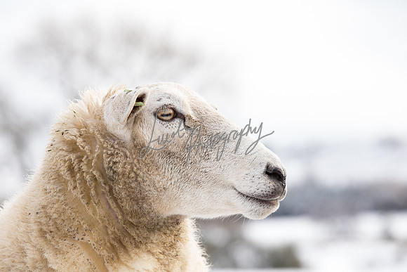 Sheep ewe farming  snow agricultural pictures in Yorkshire
