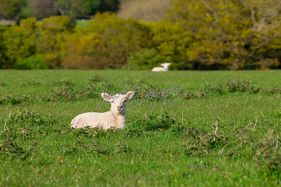 Sheep ewe farming agricultural pictures in Yorkshire