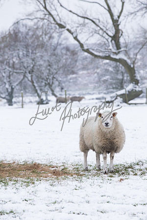 Sheep ewe farming  snow agricultural pictures in Yorkshire