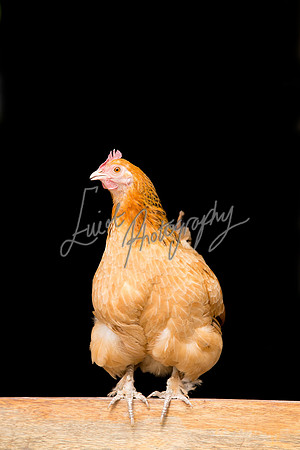 Chicken Farming photographer Harrogate Yorkshire