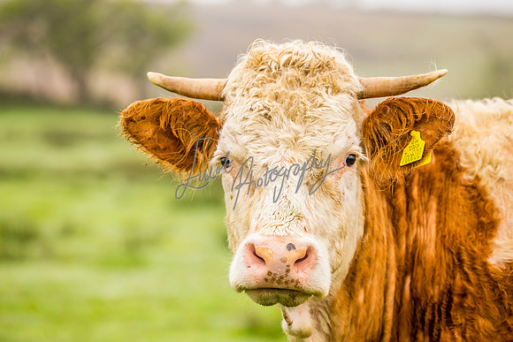 Farm photographer of sheep cows & pigs