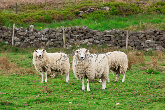 Sheep ewe farming agricultural pictures in Yorkshire