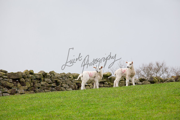 farm photographer pictures of lambs & sheep in yorkshire