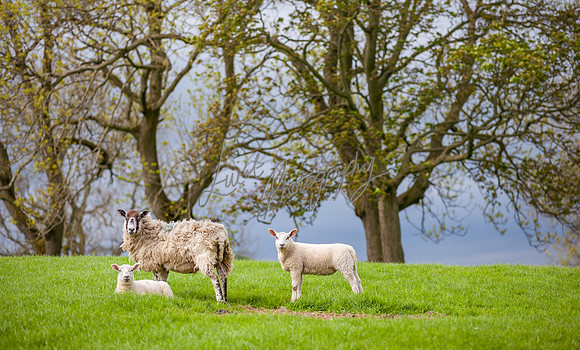 farm photographer pictures of lambs & sheep in yorkshire