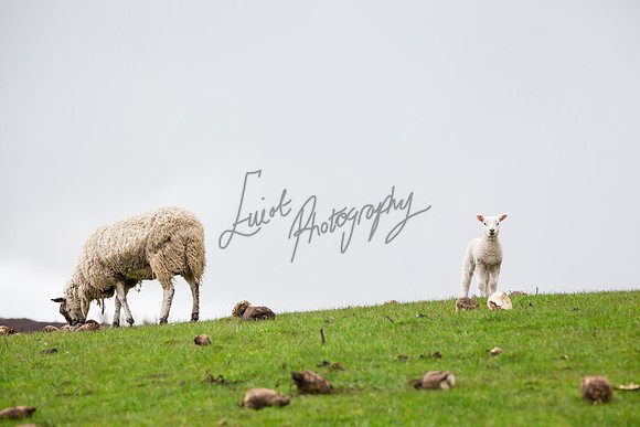 farm photographer pictures of lambs & sheep in yorkshire