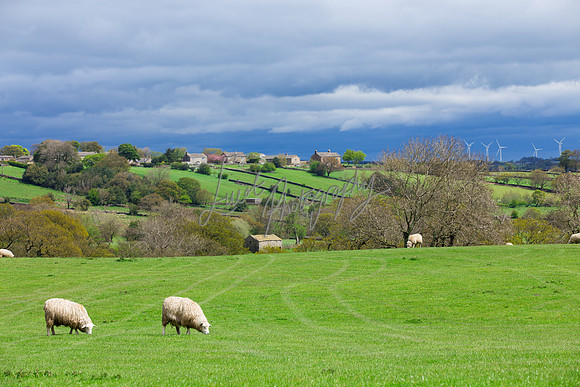 Sheep ewe farming agricultural pictures in Yorkshire