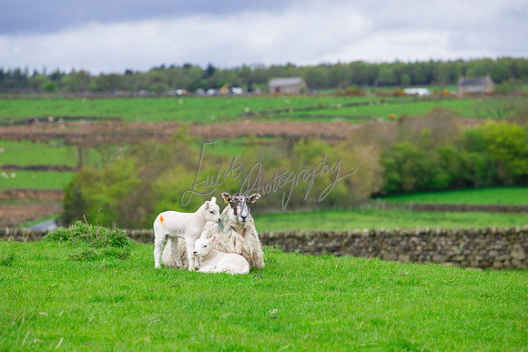farm photographer pictures of lambs & sheep in yorkshire