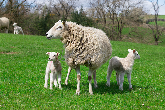 Sheep ewe farming agricultural pictures in Yorkshire