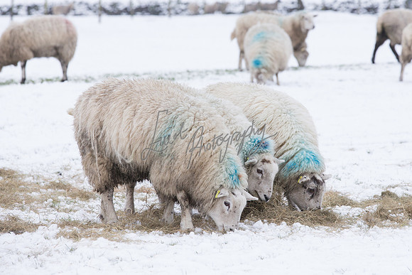Sheep ewe farming  snow agricultural pictures in Yorkshire