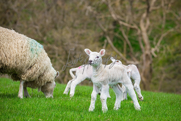 farm photographer pictures of lambs & sheep in yorkshire