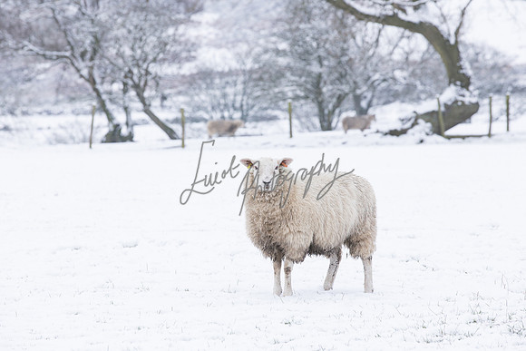 Sheep ewe farming  snow agricultural pictures in Yorkshire