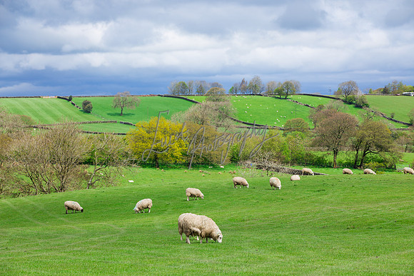 Sheep ewe farming agricultural pictures in Yorkshire