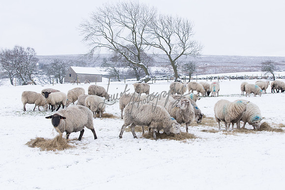 Sheep ewe farming  snow agricultural pictures in Yorkshire