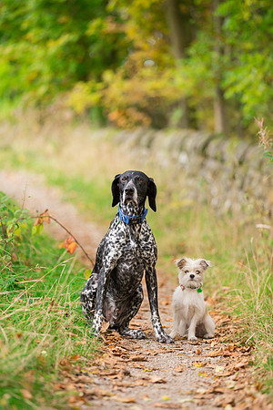 Dog Photographer near Harrogate in Yorkshire