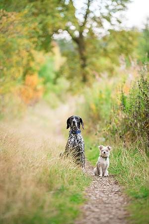 Dog Photographer near Leeds in Yorkshire