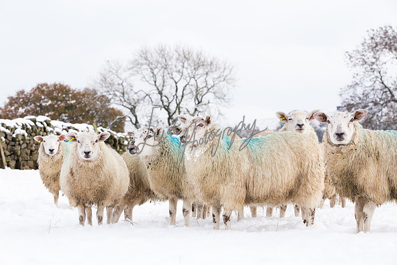 Sheep ewe farming  snow agricultural pictures in Yorkshire