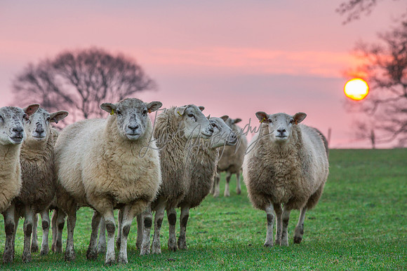 Sheep ewe farming agricultural pictures in Yorkshire