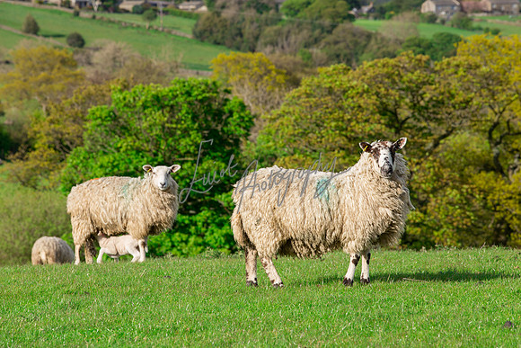 Sheep ewe farming agricultural pictures in Yorkshire