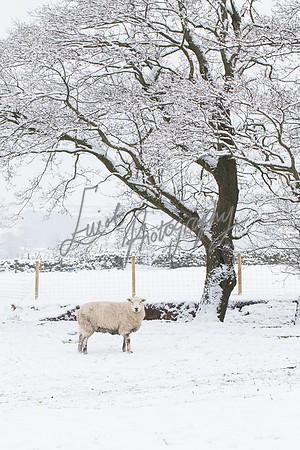 Sheep ewe farming  snow agricultural pictures in Yorkshire