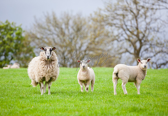 Sheep ewe farming agricultural pictures in Yorkshire