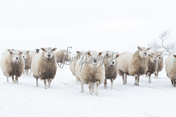 Sheep ewe farming  snow agricultural pictures in Yorkshire