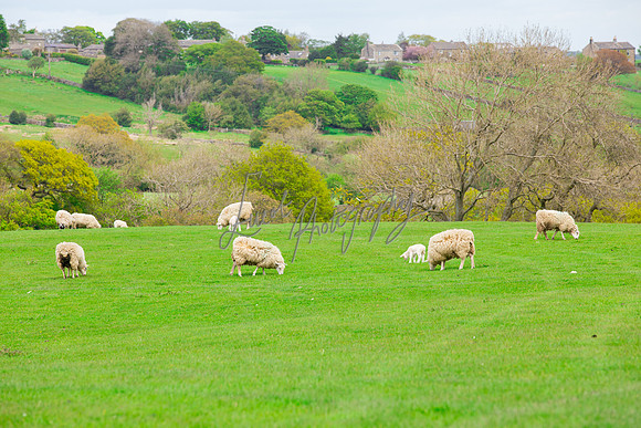 Farm photographer of sheep cows & pigs