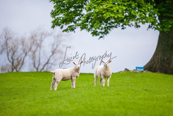 Sheep ewe farming agricultural pictures in Yorkshire