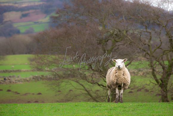 Sheep ewe farming agricultural pictures in Yorkshire