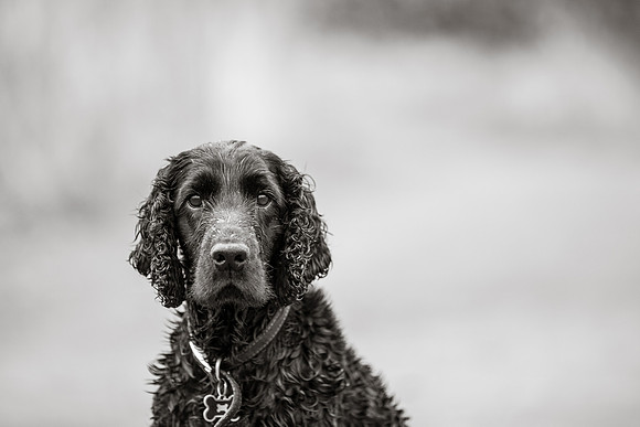 Dog Photographer near Otley in Yorkshire