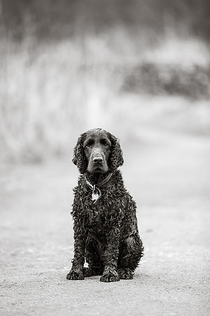 Dog Photographer near Harrogate in Yorkshire