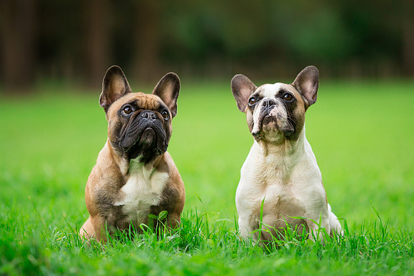 Dog Photographer near Otley in Yorkshire