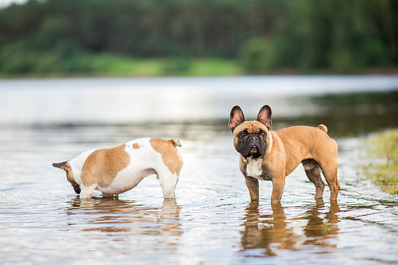 Dog Photographer near Otley in Yorkshire