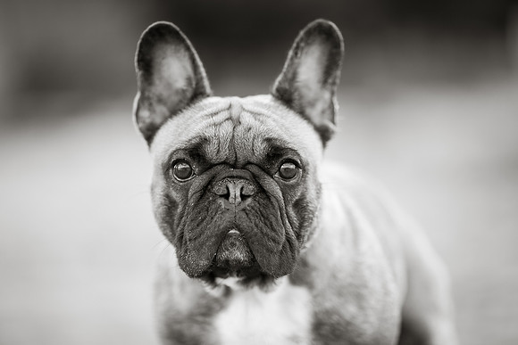 Dog Photographer near Otley in Yorkshire