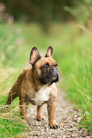 Dog Photographer near Otley in Yorkshire