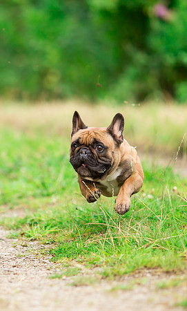 Dog Photographer near Otley in Yorkshire