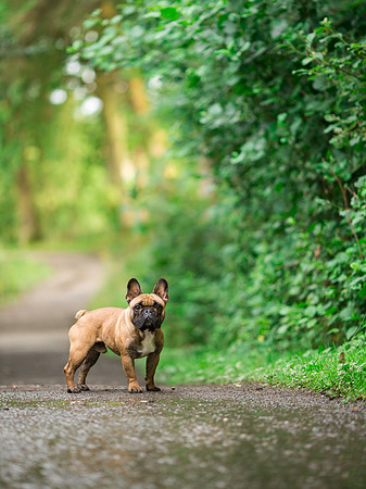 Dog Photographer near Harrogate in Yorkshire