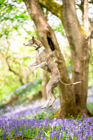 Dog pet photographer near harrogate Yorkshire