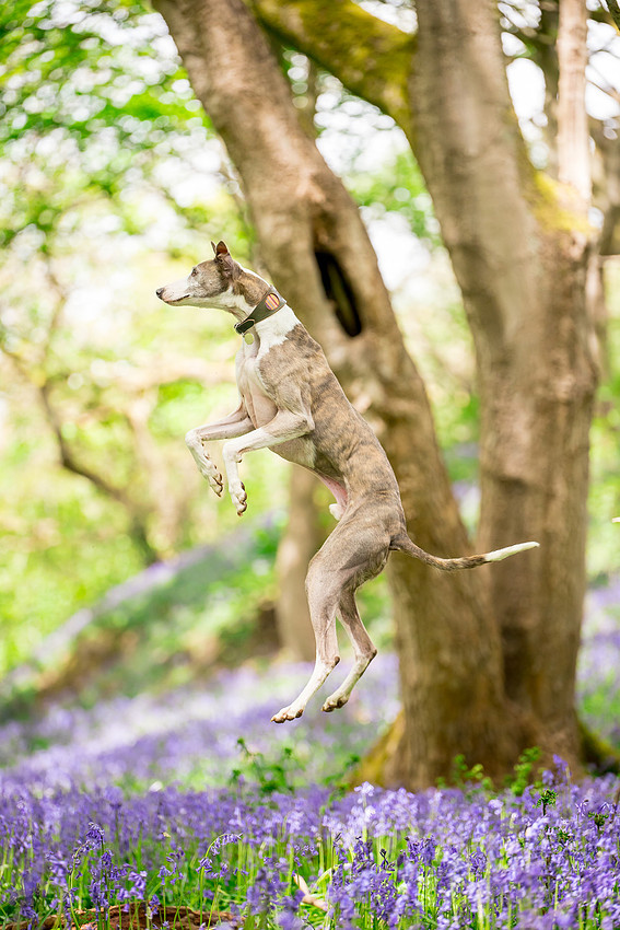 Dog pet photographer near harrogate Yorkshire